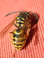Vespula vulgaris