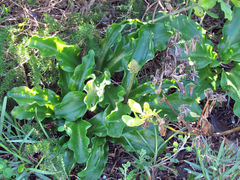 Veltheimia bracteata