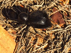 Moluris gibba
