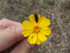 Acmaeodera ornatoides
