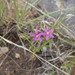 Lady Bird's Centaury - Photo (c) Kenneth Bader, some rights reserved (CC BY-NC), uploaded by Kenneth Bader