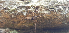 Platybunus bucephalus