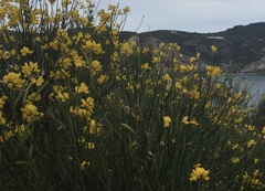 Genista thyrrena