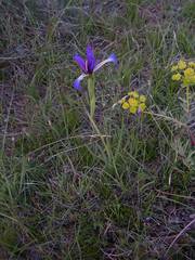 Iris reichenbachiana