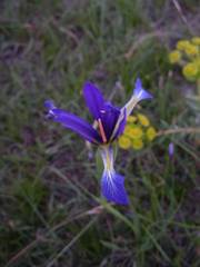Iris reichenbachiana