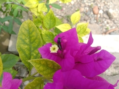 Allorhynchium