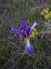 Iris reichenbachiana