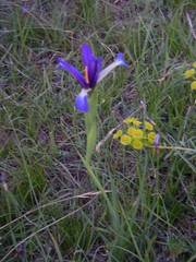 Iris reichenbachiana