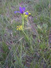Iris reichenbachiana