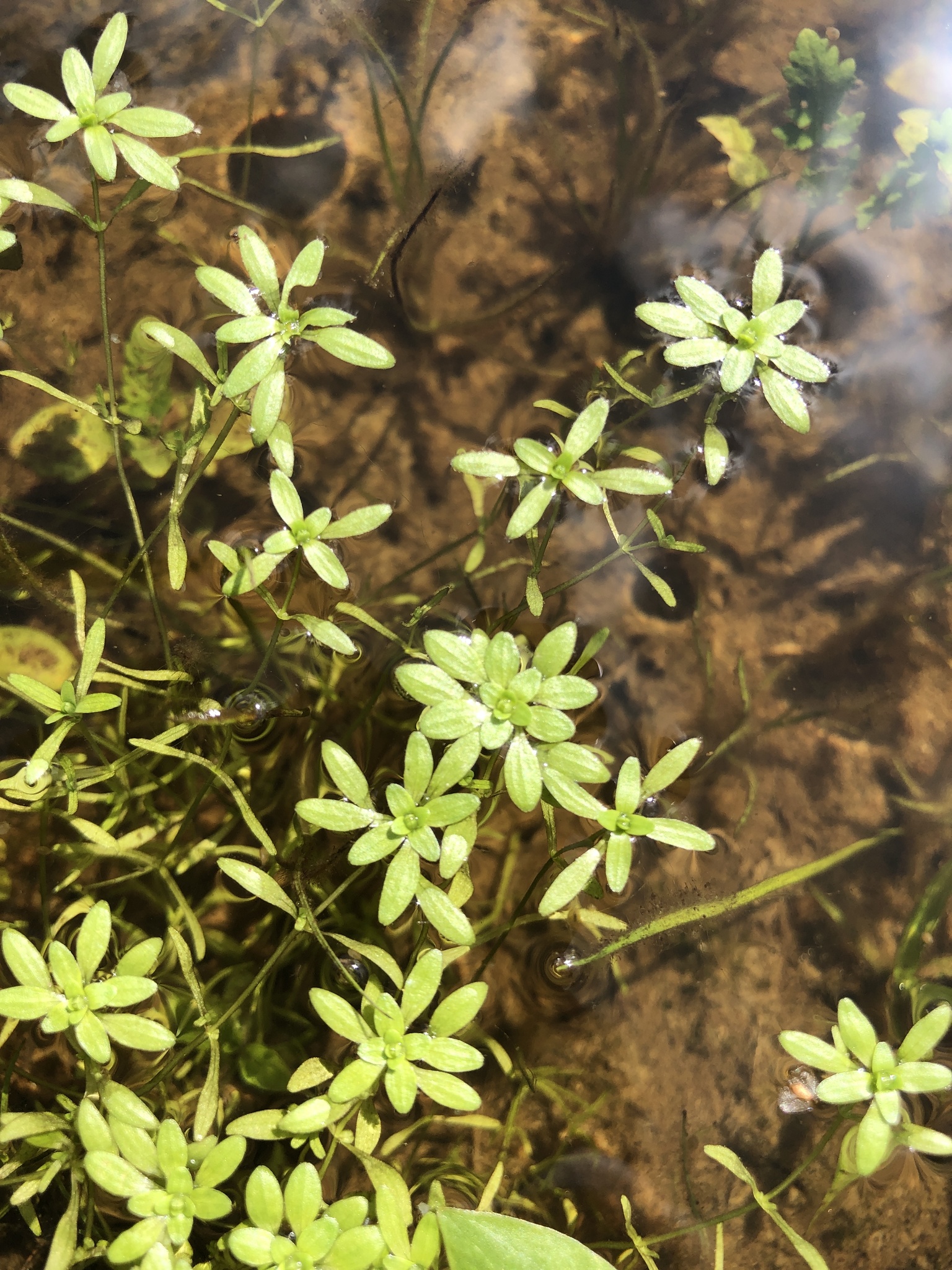 Callitriche palustris