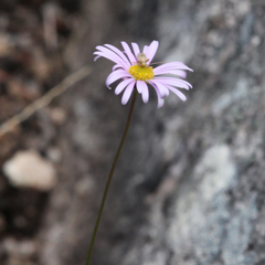 Brachyscome multifida