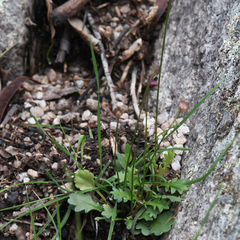 Brachyscome multifida