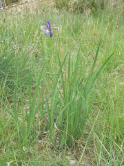 Iris reichenbachiana