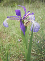 Iris reichenbachiana