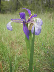 Iris reichenbachiana