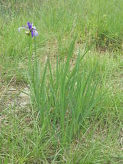 Iris reichenbachiana