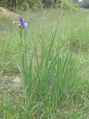 Iris reichenbachiana