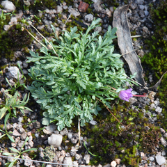 Brachyscome multifida