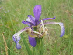 Iris reichenbachiana