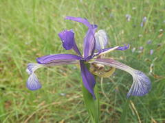 Iris reichenbachiana