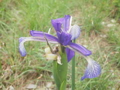 Iris reichenbachiana