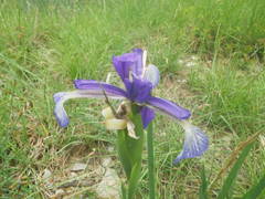 Iris reichenbachiana
