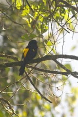Cacicus chrysonotus