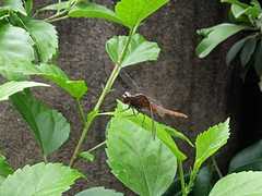 Rhodothemis rufa