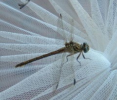 Ceratogomphus pictus