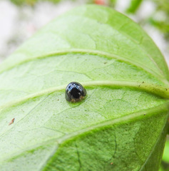 Chilocorus nigritus