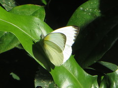 Appias epaphia contracta