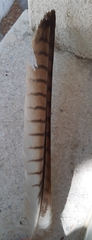 Milvus milvus