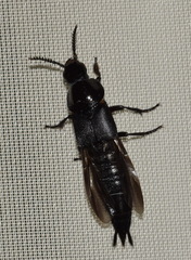 Quedius dilatatus