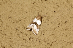 Schinia chryselloides