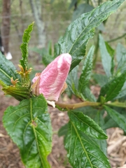 Hibiscus heterophyllus