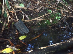 Geniostoma ligustrifolium ligustrifolium