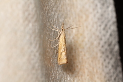 Agriphila plumbifimbriellus