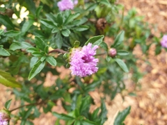 Centratherum riparium