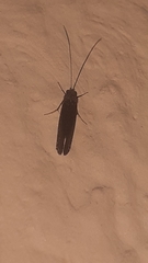 Trichoptera
