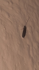 Trichoptera