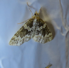 Electrophaes corylata