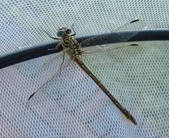 Ceratogomphus pictus