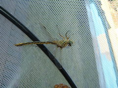 Ceratogomphus pictus