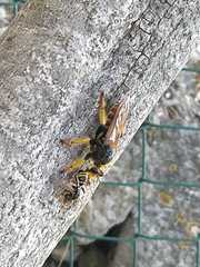 Andrenosomatini