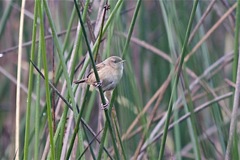 Cistothorus apolinari