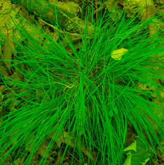 Carex pensylvanica