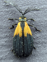 Caenia dimidiata