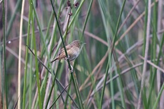 Cistothorus apolinari