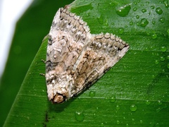 Thyatirinae