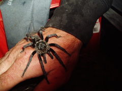 Harpactirinae
